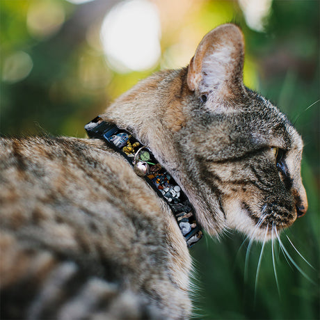 Breakaway Cat Collar with Bell - Star Wars Classic Character Poses Black