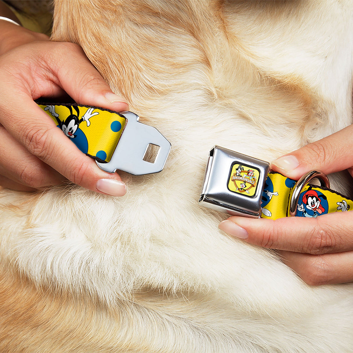 ANIMANIACS Title Logo Full Color Yellow Seatbelt Buckle Collar - Animaniacs Yakko Wakko and Dot Poses Yellow/Blue