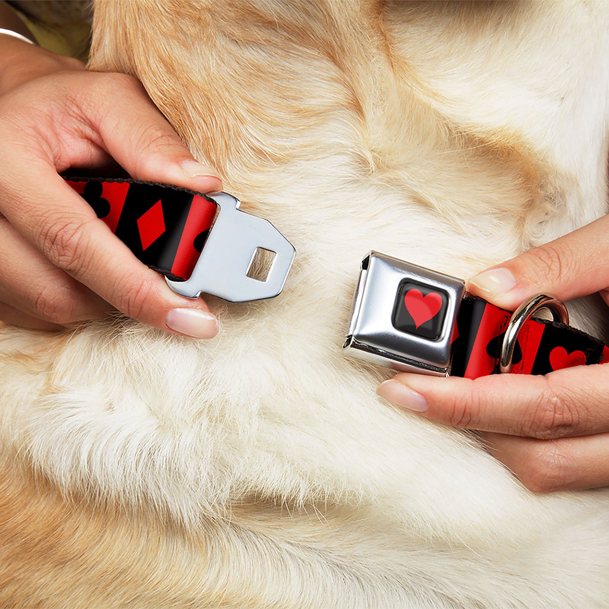 Alice in Wonderland Heart Full Color Black/Red Seatbelt Buckle Collar - Alice in Wonderland Card Suits Red/Black