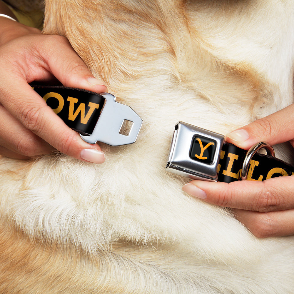 Yellowstone Y Logo Full Color Black/Orange Seatbelt Buckle Collar - YELLOWSTONE Text and Y Logo Weathered Black/Orange